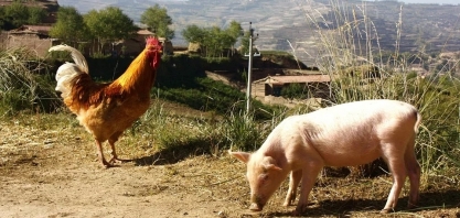  Brasil exporta mais carne de frango em maio, mas por um valor menor