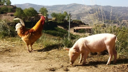  Brasil exporta mais carne de frango em maio, mas por um valor menor