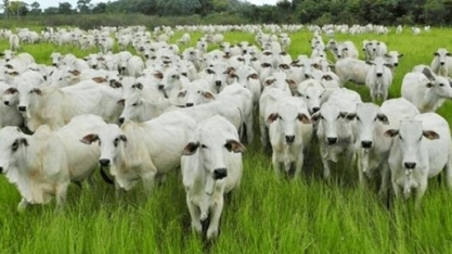 Boi: Análise Conjuntural Agromensal Maio/23 Cepea/Esalq/USP