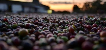 Café arábica cai mais de 3% para o menor nível em quase 7 meses