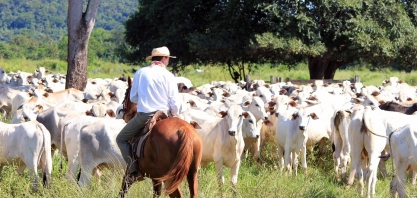 Boi: Análise Conjuntural Agromensal Julho/23 do Cepea/Esalq/USP