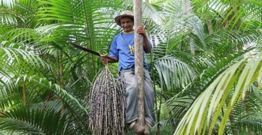 Extrativismo vegetal fica estável, mas operação em grandes empresas cresce