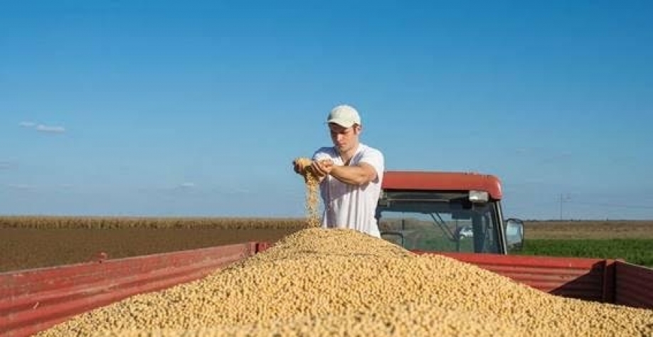 China importa 9,09 milhões de toneladas de soja do Brasil no mês de agosto.  (imagem- Getty Images)