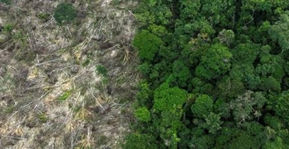 Desmatamento destrói até 92% no entorno de terras indígenas na Amazônia