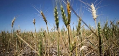 Pela primeira vez, balança do agro com Argentina fica favorável ao Brasil