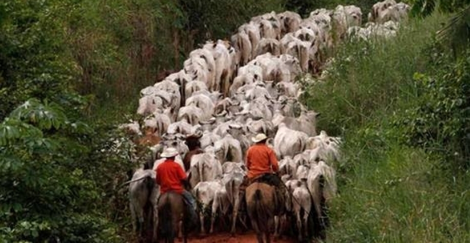 Como a Amazônia se tornou a maior área de pasto do Brasil