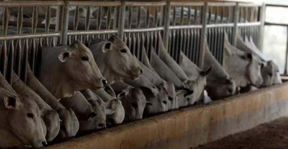 Sem pressão dos frigoríficos, carne bovina tem menor consumo em 26 anos