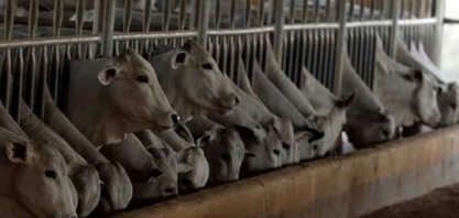 Sem pressão dos frigoríficos, carne bovina tem menor consumo em 26 anos