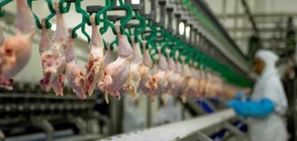 Isenção tarifária do Egito favorece exportação de frango do Brasil