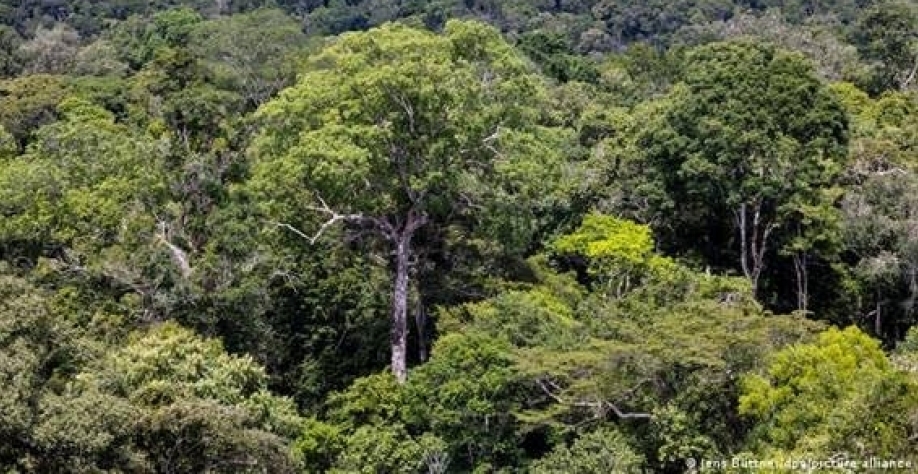 Créditos de carbono na Amazônia são ineficazes, diz estudo