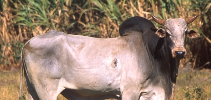 Boi: Análise Conjuntural Agromensal Outubro/23 Cepea/Esalq USP