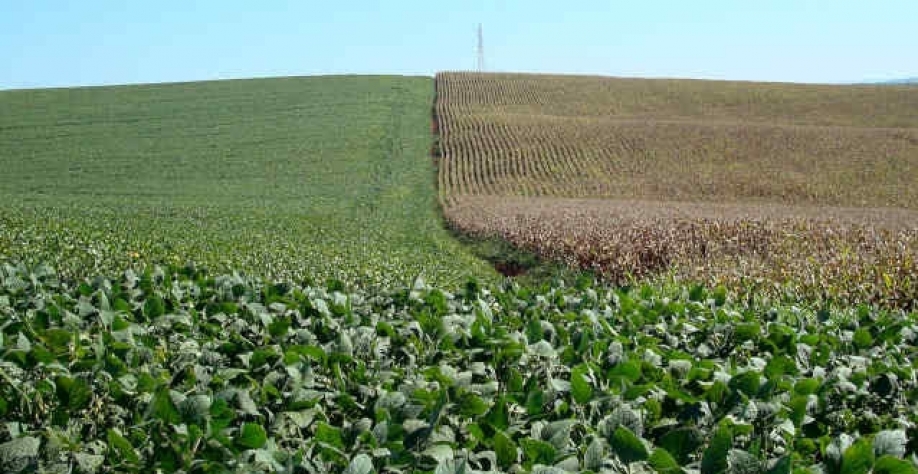 MT:Sojicultor atrasa plantio e reduz intenção de cultivo do milho safrinha