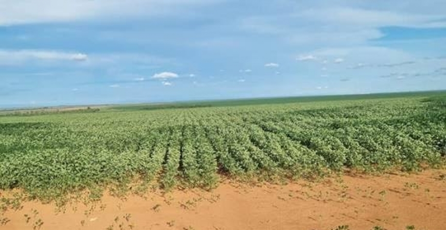 Soja/MT: Produtores estimam que quebra por El Niño pode superar 30%   