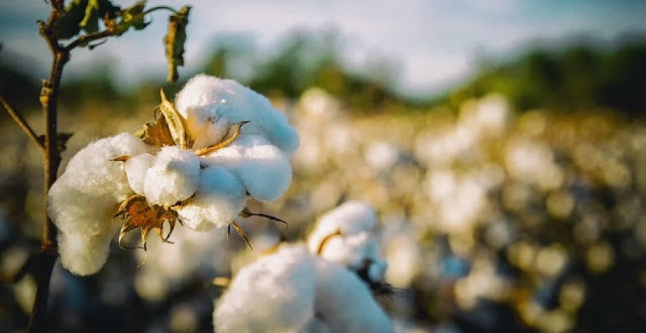 Algodão: Análise Conjuntural Agromensal Dezembro/23 do Cepea/Esalq/USP