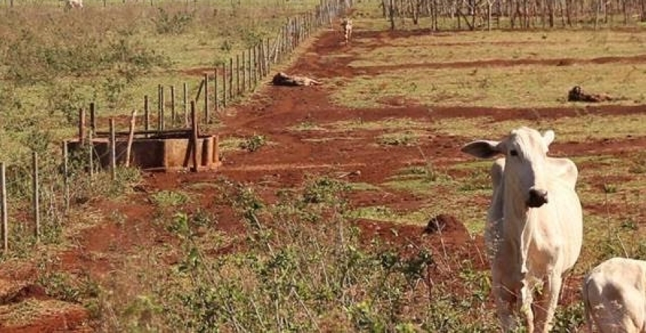 Recuperação de pastagens degradadas depende de investimento e educação