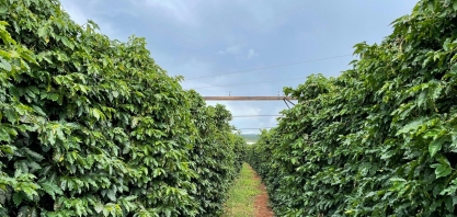 Café: Análise Conjuntural Agromensal Janeiro/24 do Cepea/Esalq/USP