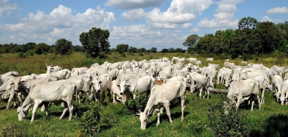 Boi: Análise Conjuntural Agromensal Janeiro/24 do Cepea/Esalq/USP