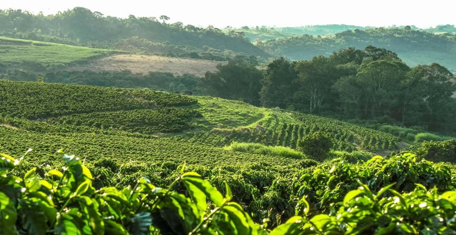 Café: Melhor um pássaro na mão do que 2 voando!