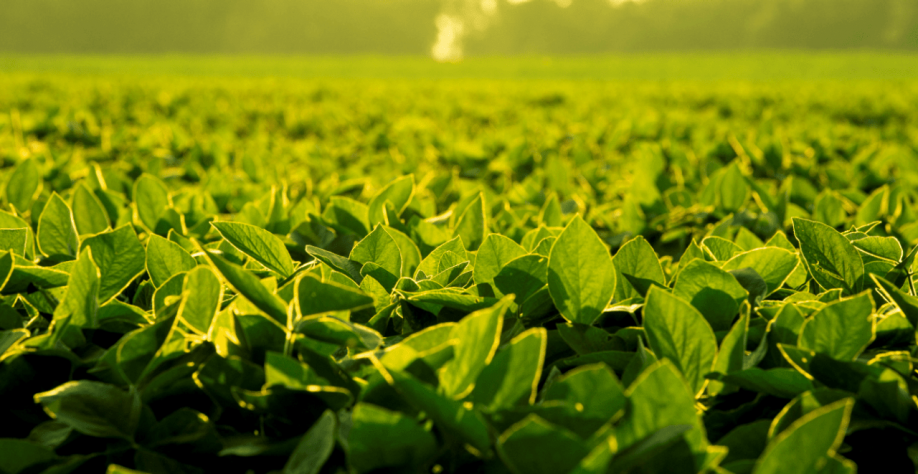 País deve ter em 2024/25 a 1ª redução de área plantada de soja desde 2006