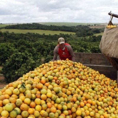 Safra de laranja de SP e MG cairá 24 em 24 25 ao menor nível em 36