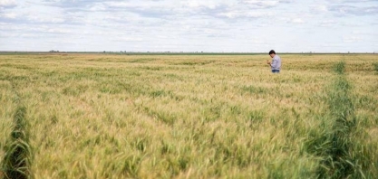 Preço sobe, e mais produtores podem optar pelo plantio de trigo