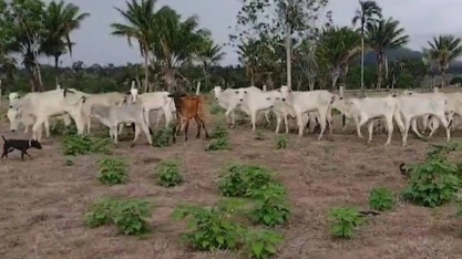 Infestação de lagartas mata 7.000 bois e destrói plantações em Roraima