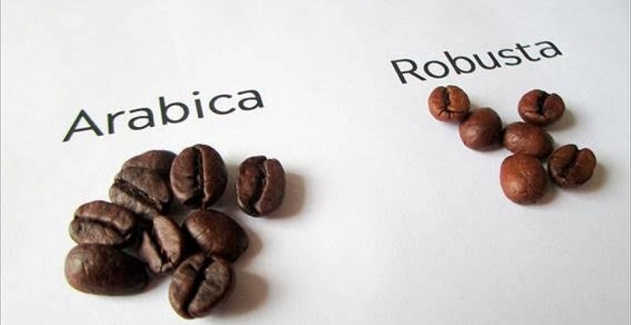 Café robusta bate recorde, arábica atinge pico de 2 anos e meio