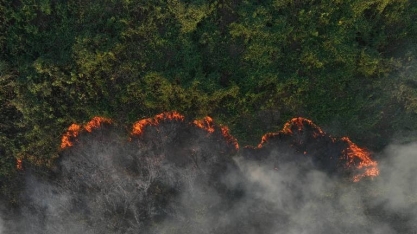 Área queimada no pantanal em 2024 já é 54% maior do que em 2020