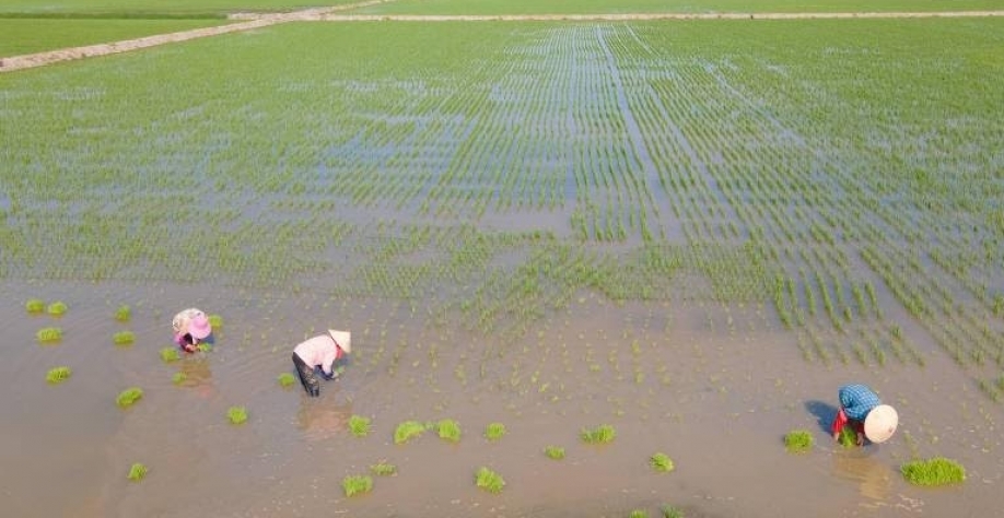 Para o Usda, melhora o cenário mundial do arroz na safra 2024/25