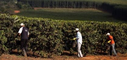 Cooperação técnica permite seguro com apólice menor para cafeicultura