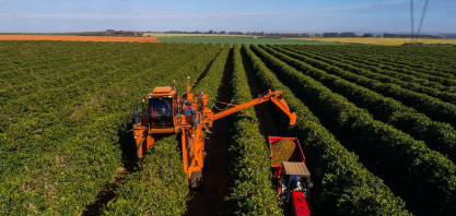 Como o café do Brasil se prepara para lei antidesmate da UE