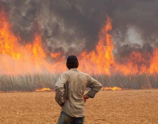 Prejuízo com incêndios em lavouras de cana de SP chega a R$ 350 mi