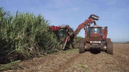 São Martinho: Incêndios atingem 20 mil hectares de cana da companhia