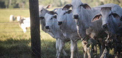 Como o consumo no Brasil afeta o desmatamento da Amazônia