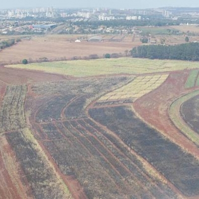 Incêndio destrói 80% de área usada para pesquisas do IAC com cana