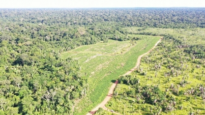 Pela 1ª vez, Brasil vai conceder floresta para restauração