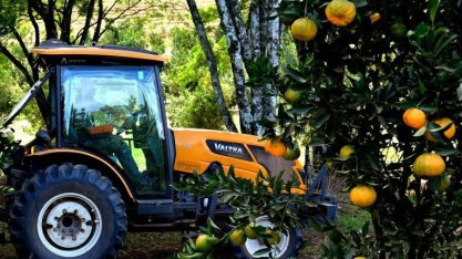 Preço do suco de laranja sobe e afeta indústria de 'soft drinks'