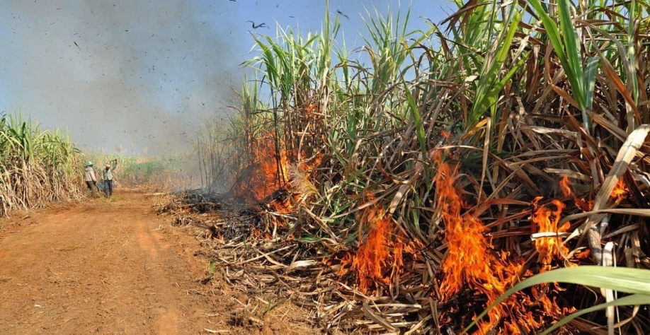 Incêndios e seca fazem chover incertezas para safras de açúcar e etanol