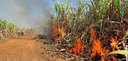 Incêndios e seca fazem chover incertezas para safras de açúcar e etanol