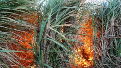 Cana:Queimadas atingem mais de 180 mil hectares e prejuízo vai a R$ 1,2 bi