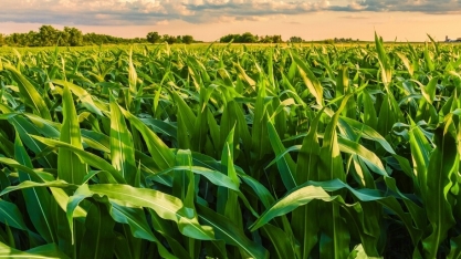 Produção de grãos atingirá 379 milhões de toneladas nos próximos dez anos 