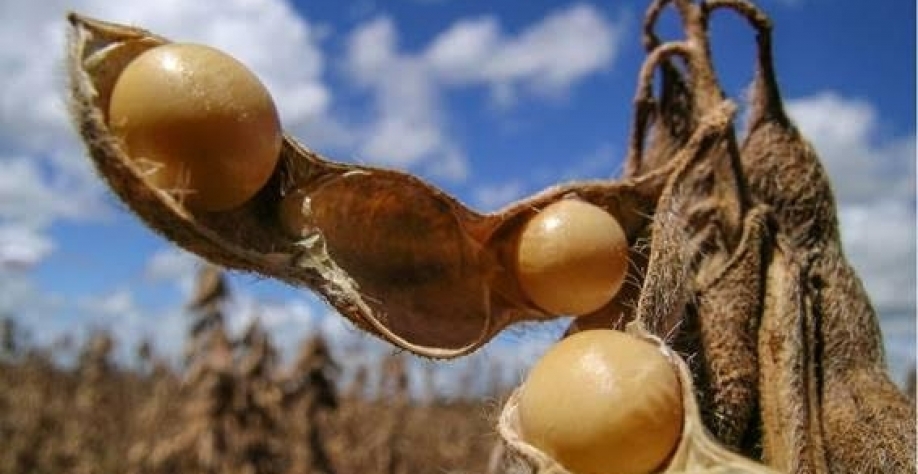 No maior produtor mundial de soja, grão é comida de nicho no Brasil