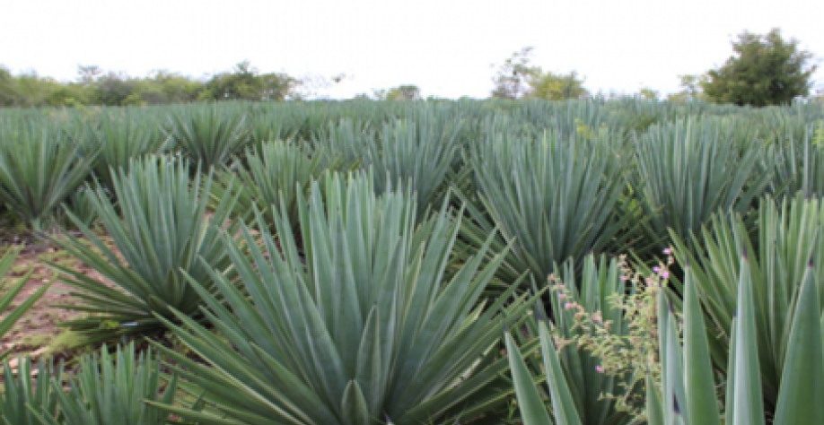 Pesquisadores trabalham para transformar o agave na ‘cana do sertão’