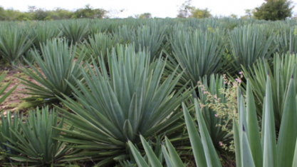 Pesquisadores trabalham para transformar o agave na ‘cana do sertão’