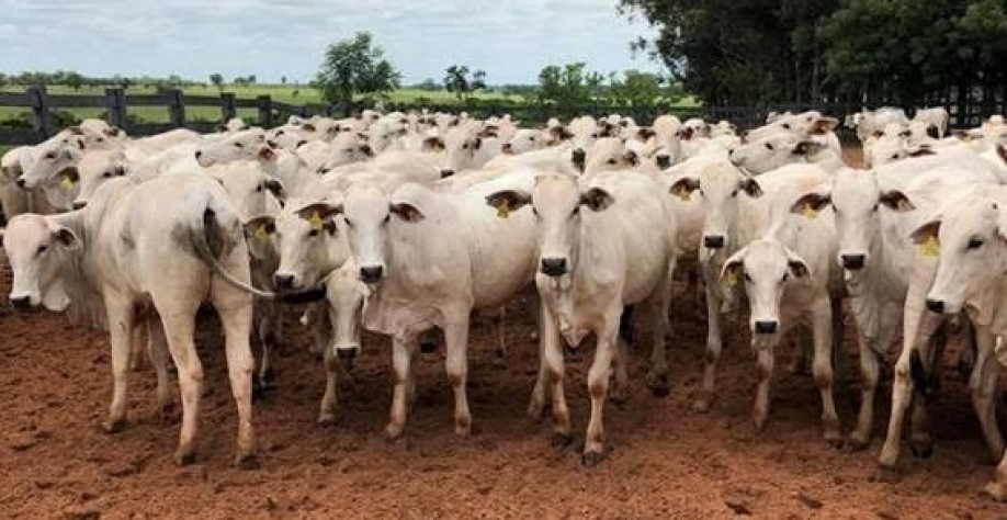 Preços da arroba do boi no país se aproximam dos valores paulistas