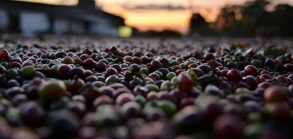 Café arábica tem alta de 25% neste mês no campo