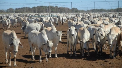 Pecuaristas estudam como amenizar a queda da arroba do boi