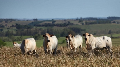 Pasto, soja e cana dominam a área de produção agropecuária no país