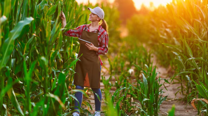 Produtor agrícola acaba tendo um 2024 melhor do que o esperado