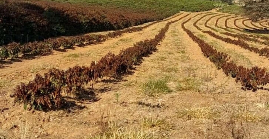 Clima desfavorável faz safra de café recuar 4,4% neste ano